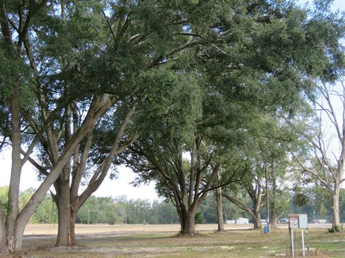 O'brien 18 Acre Homestead : O'brien : Suwannee County : Florida