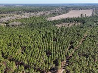 19 Acres on Owens Road in Wayne Cou : Odum : Wayne County : Georgia