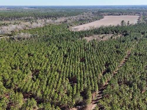 19 Acres on Owens Road in Wayne Cou : Odum : Wayne County : Georgia