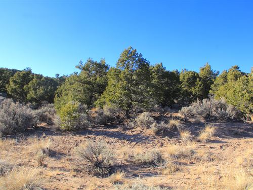 Trees, Power, and Big Mountain View : San Luis : Costilla County : Colorado
