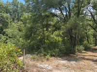 Heavily Wooded 5 Acres : O'brien : Suwannee County : Florida