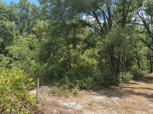 Heavily Wooded 5 Acres : O'brien : Suwannee County : Florida