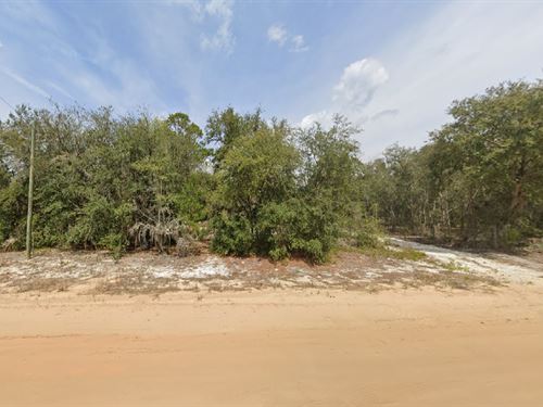 New Land Alert $199 Down : Interlachen : Putnam County : Florida