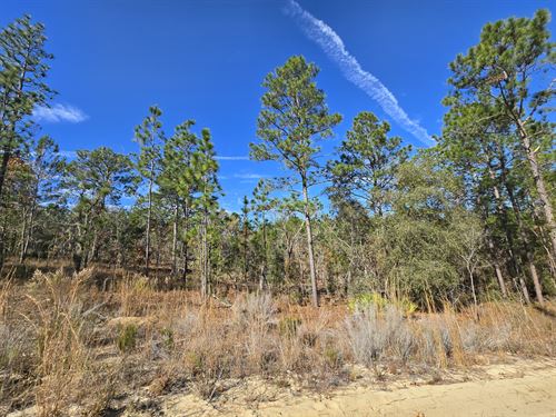 Beautiful Lot in Interlachen West : Interlachen : Putnam County : Florida