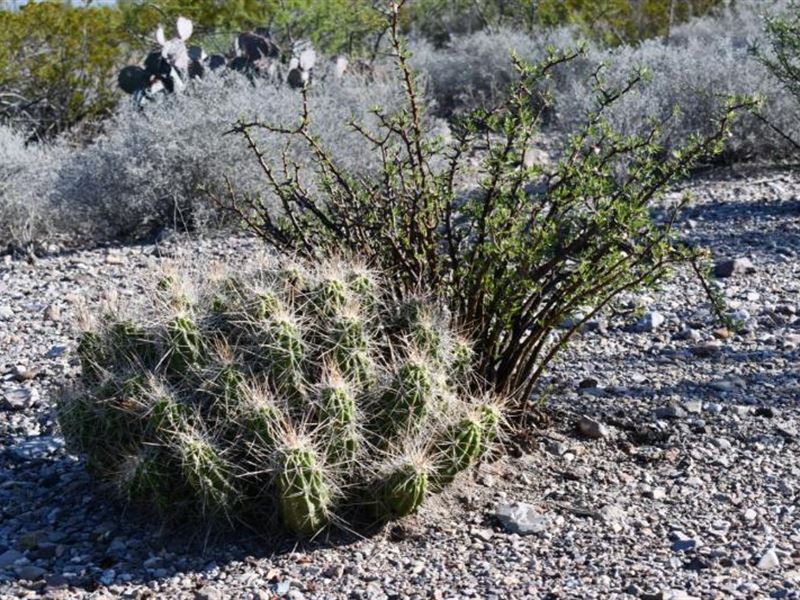 Panoramic 10-Acre Mountain View : Presidio City : Presidio County : Texas