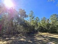 Beautiful Lot, Lake Grandin, $186/M : Interlachen : Putnam County : Florida