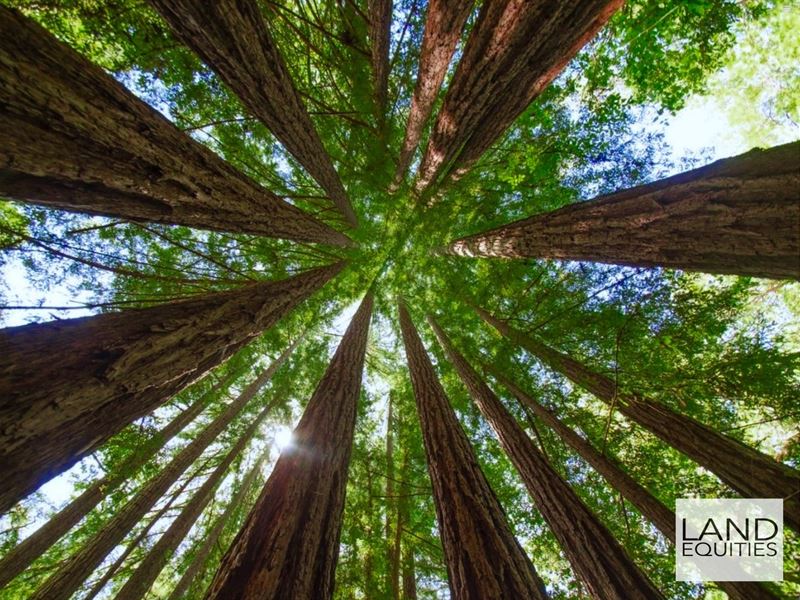 Escape To The Redwoods : Boulder Creek : Santa Cruz County : California