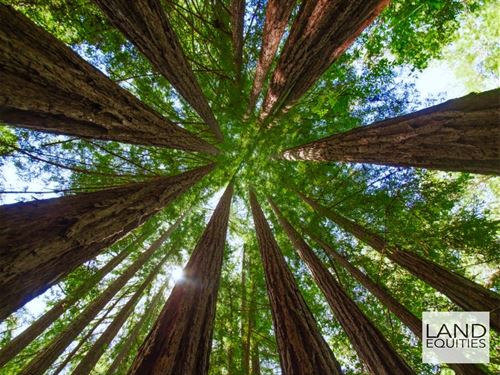 Escape To The Redwoods : Boulder Creek : Santa Cruz County : California