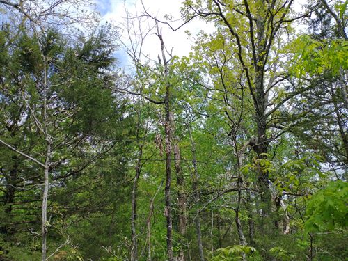 Double Lot Deal in Horseshoe Bend : Horseshoe Bend : Izard County : Arkansas