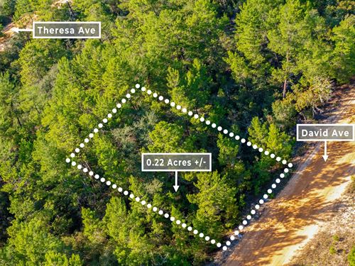 Affordable Lot, No HOA, $1 Down : Interlachen : Putnam County : Florida