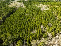 Sinkhole Road 15 Acres : Statesboro : Bulloch County : Georgia