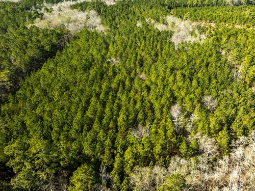 Sinkhole Road 15 Acres : Statesboro : Bulloch County : Georgia