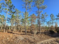 .20 Acre Lot with Access to Power : Hawthorne : Putnam County : Florida
