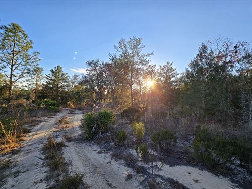 Flat, High and Dry Lot Near Lakes : Hawthorne : Putnam County : Florida