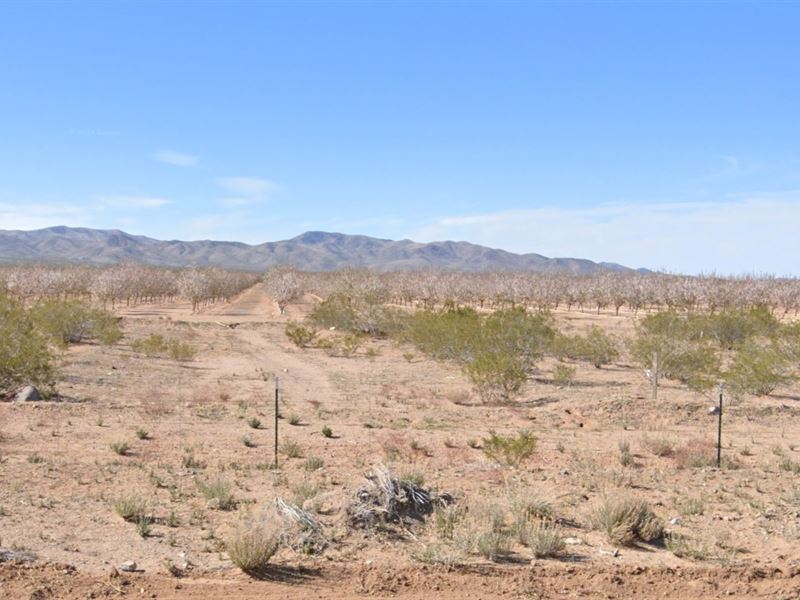 1 Acre, Infinite Horizons : Meadview : Mohave County : Arizona