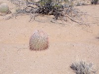 Kingman Slice of Heaven : Kingman : Mohave County : Arizona