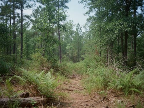 Wooded Land in Blackville SC : Blackville : Barnwell County : South Carolina