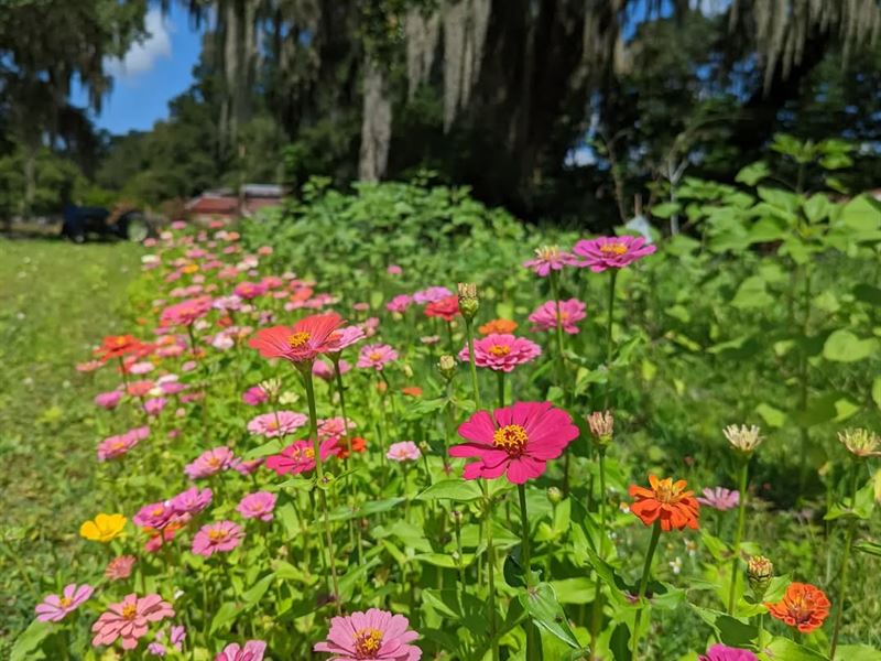Turnkey Organic Veg & Fruit Farm : Lakeland : Polk County : Florida