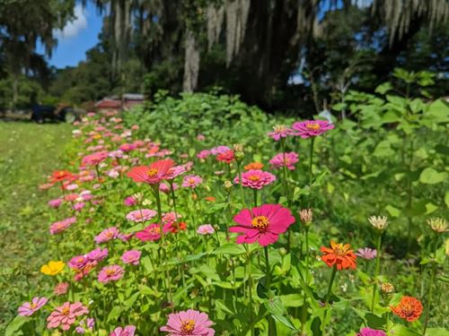 Turnkey Organic Veg & Fruit Farm : Lakeland : Polk County : Florida