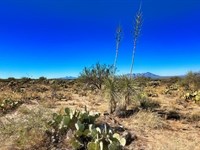 Tiny Home Oasis : Tucson : Pima County : Arizona