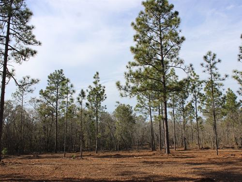 Mini Farm or Large Homesite : Swainsboro : Emanuel County : Georgia