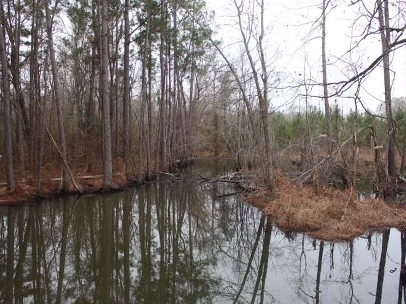 Country Homesite with Hunting : Chester : Laurens County : Georgia