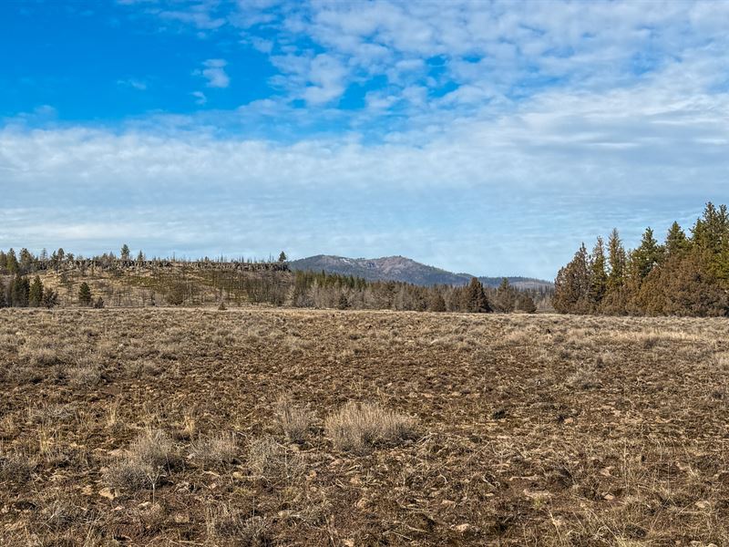 1.61 Acres Oregon Pines Near Forest : Chiloquin : Klamath County : Oregon