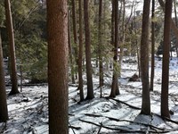 2 Acres in Forest County, PA : Cooksburg : Forest County : Pennsylvania