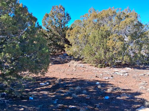 Escape The Heat Near Ski Resort : Concho : Apache County : Arizona