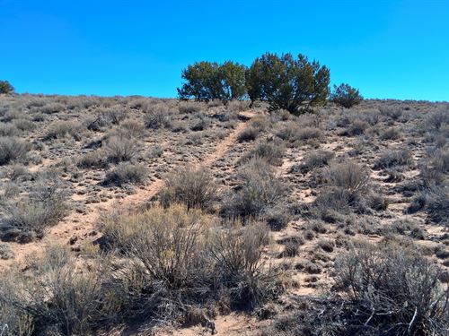Desert Land Near Petrified Forest : Apache Junction : Apache County : Arizona