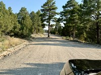 Treed Gated Lot, Sand Dunes CO : Mosca : Alamosa County : Colorado