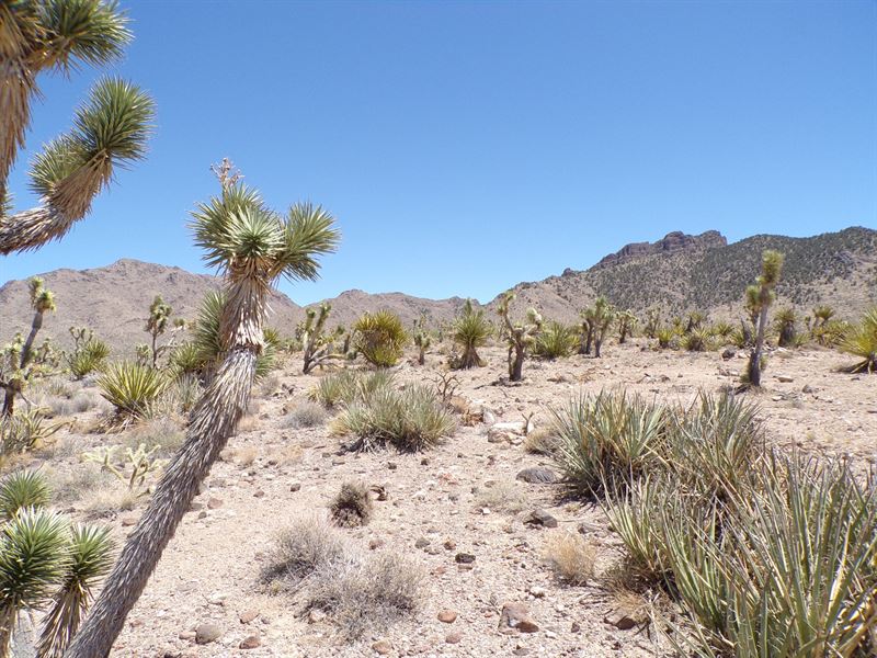 Your Parcel of Arizona Freedom : Dolan Springs : Mohave County : Arizona