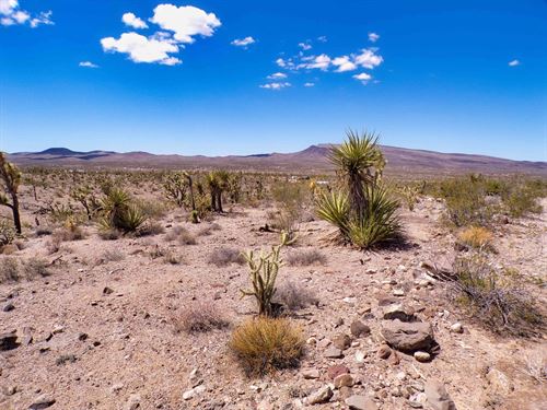 Desert Freedom Near Grand Canyon : Dolan Springs : Mohave County : Arizona