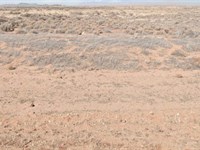 Click to Own 4.91 Acres : San Luis : Costilla County : Colorado