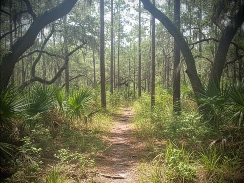 11.20 Acres Near Green Pond, SC : Green Pond : Colleton County : South Carolina