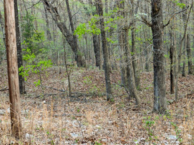 Take The Road Less Traveled : Williford : Sharp County : Arkansas