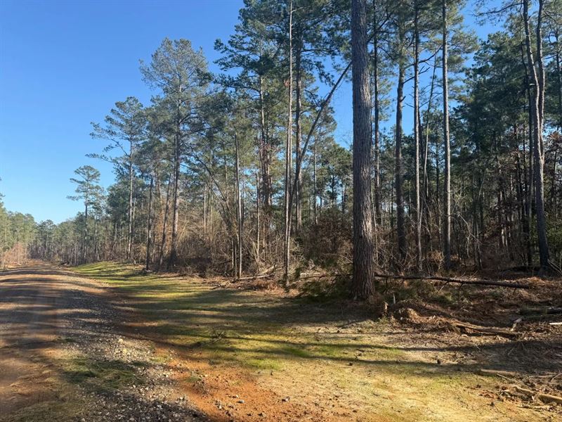 King Estates Lot 6 10-Acre Wooded : Ruston : Lincoln Parish : Louisiana