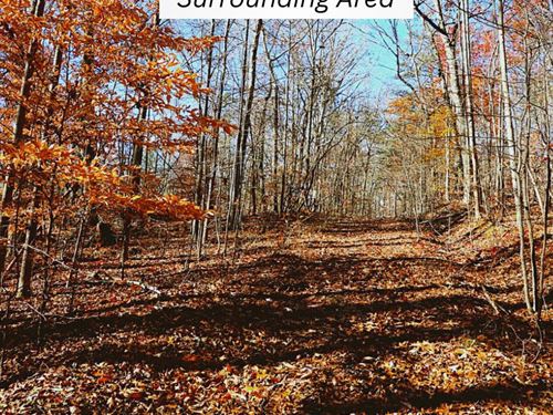 Wooded Lot, Quiet, Owner Financing : Lavonia : Franklin County : Georgia