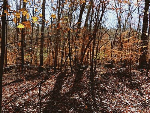 Wooded Lot, Quiet, Owner Financing : Lavonia : Franklin County : Georgia