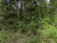 Palatka Paradise, 0.46 Acres : Satsuma : Putnam County : Florida