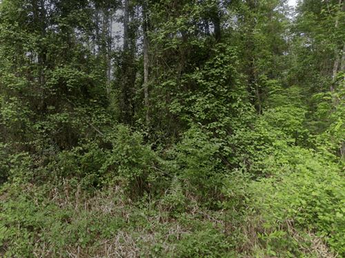 Palatka Paradise, 0.46 Acres : Satsuma : Putnam County : Florida