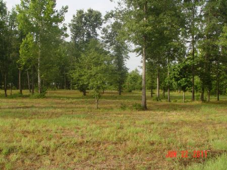 2 River Lots - Camden : Camden : Wilcox County : Alabama
