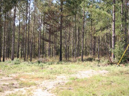 Wedgewood : Vidalia : Toombs County : Georgia