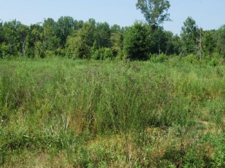17.9 Acre Hunting Land Near Cowpens : Gaffney : Cherokee County : South Carolina