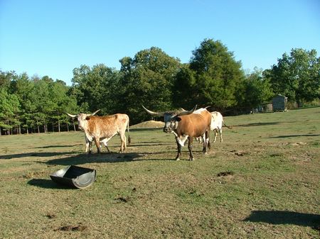 10 AC - Easy G Farm : Section : Jackson County : Alabama