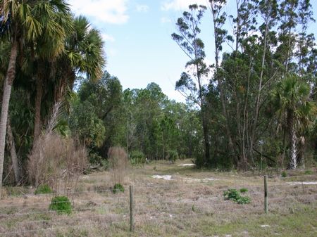 Ten Acres of Privacy : Fellsmere : Indian River County : Florida