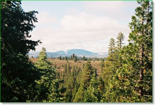 Oregon Land W/ Old Growth Timber : Bonanza : Klamath County : Oregon
