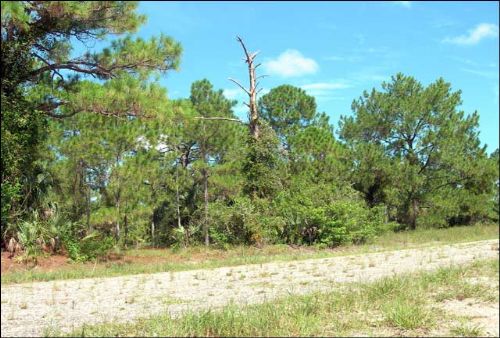 Florida Residential Lot .49 Acres : Lehigh Acres : Lee County : Florida