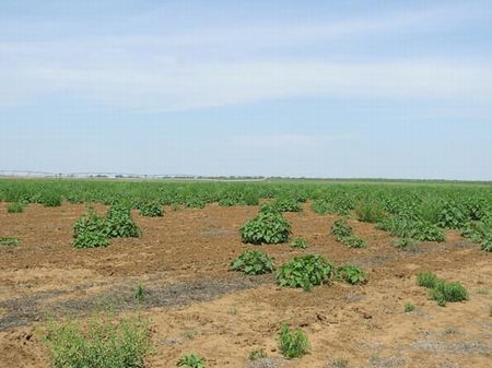 Foard City Block 3 Lot 37 : Crowell : Foard County : Texas
