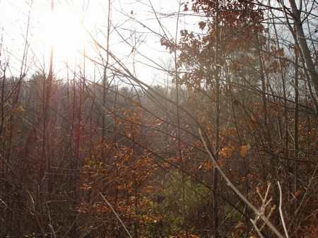 Prime Acreage Near Oak Ridge : Oliver Springs : Morgan County : Tennessee